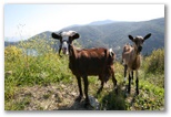 chèvres grecques