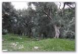 forêt d'oliviers