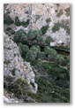 foret de palmiers de preveli en crte