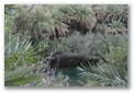 foret de palmiers de preveli en crète