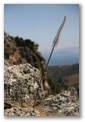 lato in crete