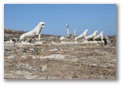 delos lions