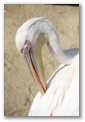 mykonos pelicans