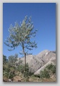 peloponnese - olive tree
